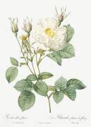 Leafy white rose of Fleury (Pierre Joseph Redouté) - Muzeo.com