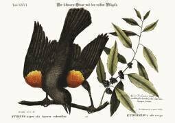 L'étourneau à ailes rouges (Mark Catesby) - Muzeo.com