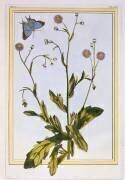 L'Erigeron de Philadelphie (Pierre-Joseph Buchoz) - Muzeo.com