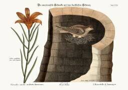 L'hirondelle américaine (Mark Catesby) - Muzeo.com