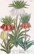 Lilium corona Imperialis (Georg Dionysius Ehret) - Muzeo.com