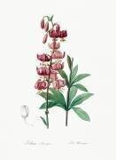 Lilium Martagon (Pierre Joseph Redouté) - Muzeo.com