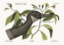 L'oie du Canada (Mark Catesby) - Muzeo.com