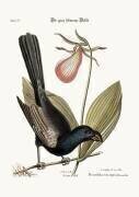 L'oiseau noir à bec rasoir de Jamaïque (Mark Catesby) - Muzeo.com