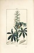 Lupin - Lupin blanc (Pierre Jean Francois Turpin) - Muzeo.com