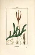 Lycopode officinal ou herbe à massues - Mousse à massues commune (Pierre Jean Francois Turpin) - Muzeo.com