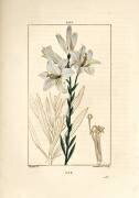 Lys blanc ou madonna lily - Lys blanc (Pierre Jean Francois Turpin) - Muzeo.com