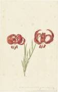 Lys Rouge (Catharina Lintheimer) - Muzeo.com