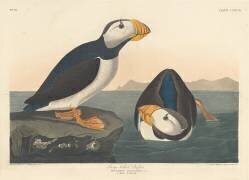Macareux à gros bec (John James Audubon) - Muzeo.com
