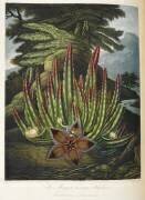 Maggot-bearing Stapelia (Robert John Thornton) - Muzeo.com