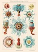 Méduse (Ernst Haeckel) - Muzeo.com