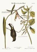 Mésange au croupion jaune (Mark Catesby) - Muzeo.com