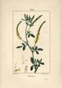 Melilot - Melilot trefoil (Pierre Jean Francois Turpin) - Muzeo.com