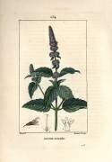 Menthe poivrée (Pierre Jean Francois Turpin) - Muzeo.com