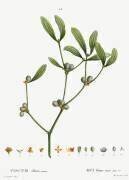 Mistletoe (Pierre Joseph Redouté) - Muzeo.com