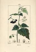 Morelle noire (Pierre Jean Francois Turpin) - Muzeo.com