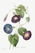 Morning Glory (Pierre Joseph Redouté) - Muzeo.com