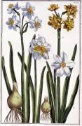 Narcisse (Maria Sibylla Graff Merian) - Muzeo.com