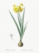 Narcissus Lazetta (Pierre Joseph Redouté) - Muzeo.com