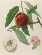 Nectarine : Neals Early Purplea (William Hooker) - Muzeo.com