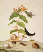 No.1146c Hypericum Baxiforum avec des escargots et un coléoptère (Maria Sibylla Graff Merian) - Muzeo.com