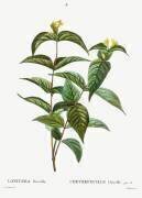 Northern bush honeysuckle (Pierre Joseph Redouté) - Muzeo.com
