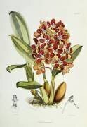 Odontoglossum coronarium (Walter Hood Fitch) - Muzeo.com