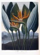 Oiseau de paradis – Strelitzia reginae (Peter Henderson) - Muzeo.com