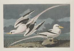 Oiseau des tropiques (John James Audubon) - Muzeo.com