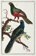 Oiseaux d'Amérique du Sud (anonyme) - Muzeo.com