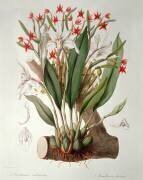Orchidée (John Lindley) - Muzeo.com