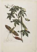 Papillon de nuit Sphinx (Maria Sibylla Graff Merian) - Muzeo.com