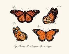 Papillons (anonyme) - Muzeo.com