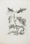 Papillons (Maria Sibylla Graff Merian) - Muzeo.com