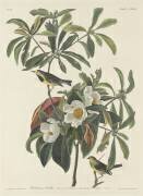 Paruline de Bachman (John James Audubon) - Muzeo.com