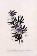Passiflora 