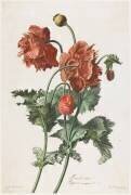 Pavot cultivé (Gérard van Spaendonck) - Muzeo.com