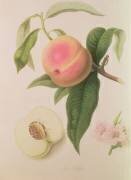 Pêche de Noblesse (William Hooker) - Muzeo.com