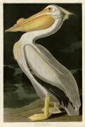 Pélican blanc américain (John James Audubon) - Muzeo.com