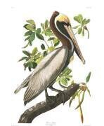 Pélican Brun, mâle adulte (John James Audubon) - Muzeo.com