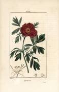 Peony officinale - Pivoine européenne (Pierre Jean Francois Turpin) - Muzeo.com