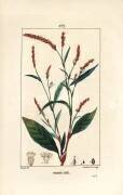 Persicaire (Pierre Jean Francois Turpin) - Muzeo.com