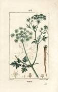 Persil - Persil du jardin (Pierre Jean Francois Turpin) - Muzeo.com