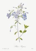 Phlox reptans (Pierre Joseph Redouté) - Muzeo.com