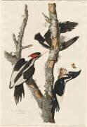 Pic à bec ivoire (John James Audubon) - Muzeo.com