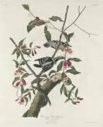 Pic mineur (John James Audubon) - Muzeo.com
