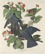 Pigeon à couronne blanche (John James Audubon) - Muzeo.com