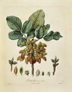 Pistache (Pierre Jean Francois Turpin) - Muzeo.com