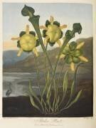 Pitcher plant (Robert John Thornton) - Muzeo.com