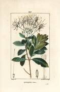 Piton quinquina - Exostema sanctae-luciae (Pierre Jean Francois Turpin) - Muzeo.com
